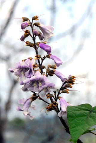 เพาว์โลเนีย Paulownia taiwaniana T.W. Hu & H.J. Chang<br/>SCROPHULARIACEAE